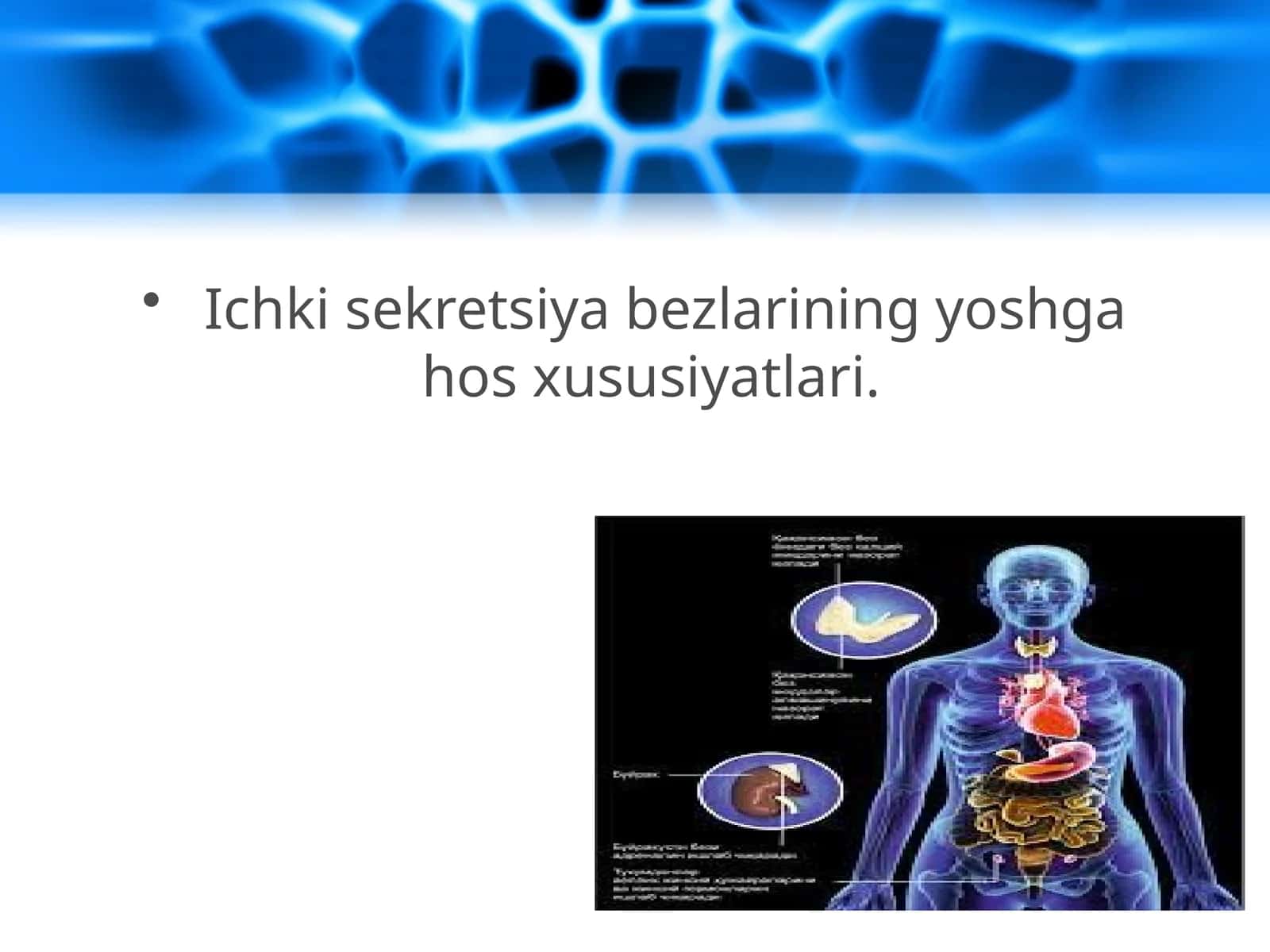 Ichki sekretsiya bezlarining yoshga hos xususiyatlari 1