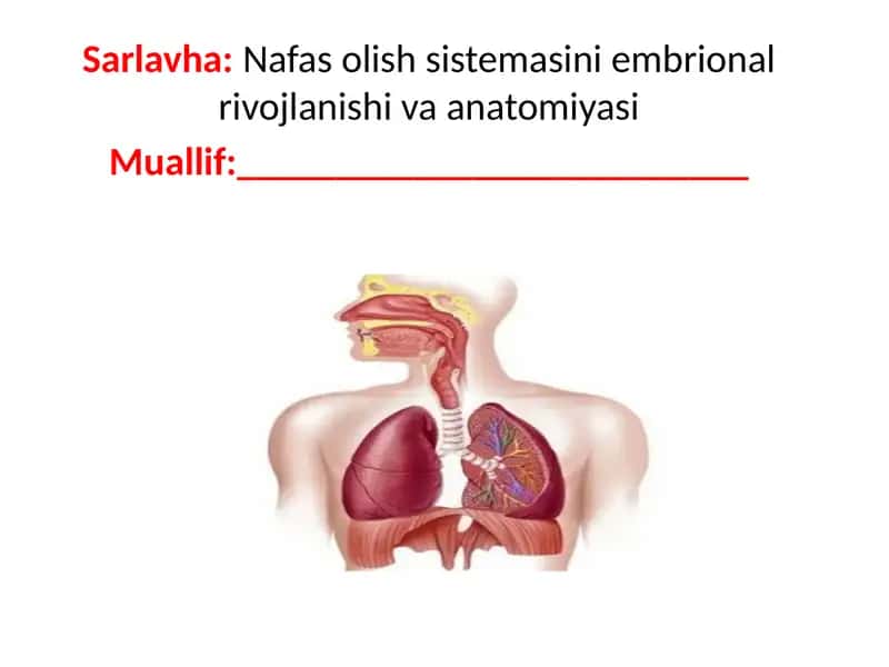 Nafasolish sistemasini embrional rivojlanishi va anatomiyasi 1