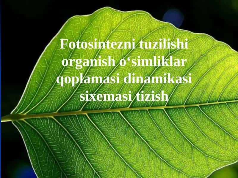 Fotosintez 1