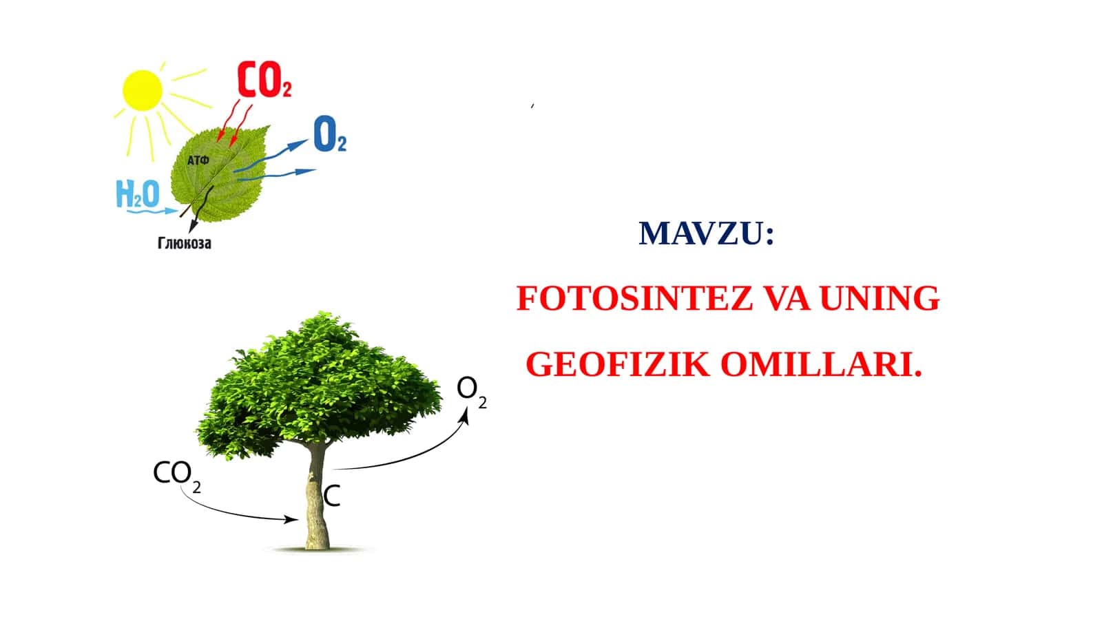 FOTOSINTEZ VA UNING GEOFIZIK OMILLARI 1