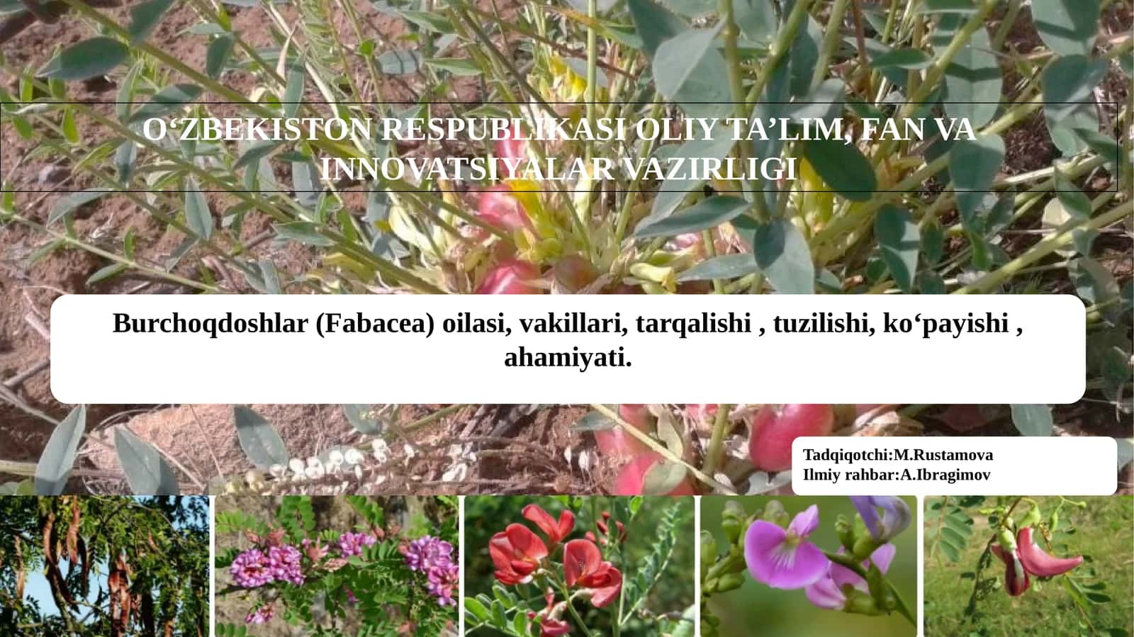 Burchoqdoshlar (Fabacea) oilasi, vakillari ,tarqalishi ,tuzilishi,koʻpayishi, ahamiyati 1