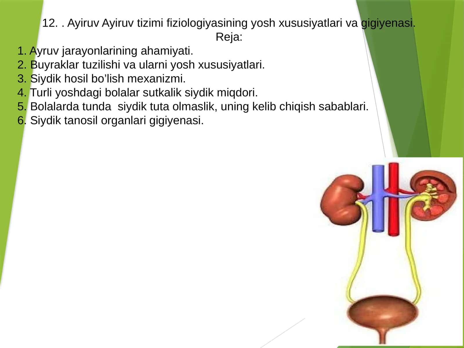 Ayiruv Ayiruv tizimi fiziologiyasining yosh xususiyatlari va gigiyenasi 1