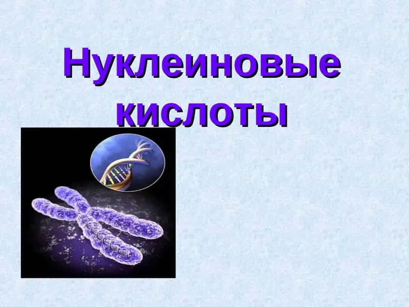 Нуклеиновые кислоты 1