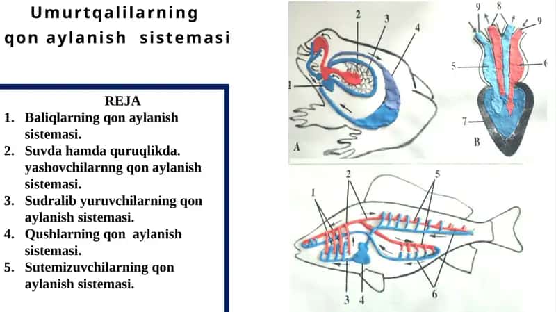 Umurtqalilarning qon aylanish sistemasi 1