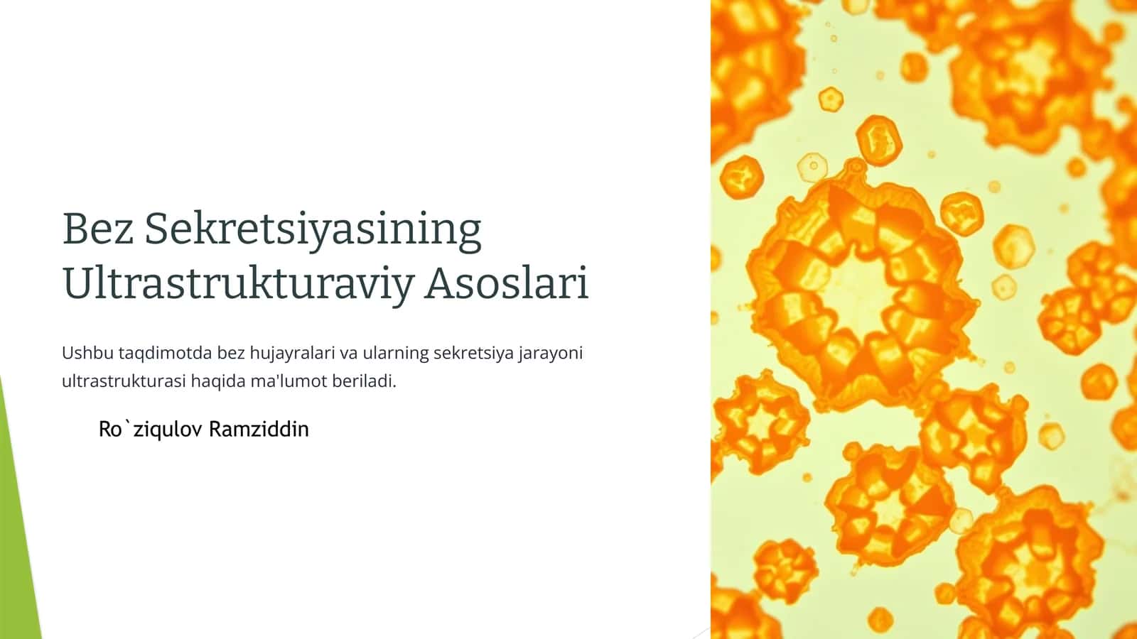 Bez Sekretsiyasining Ultrastrukturaviy Asoslari 1