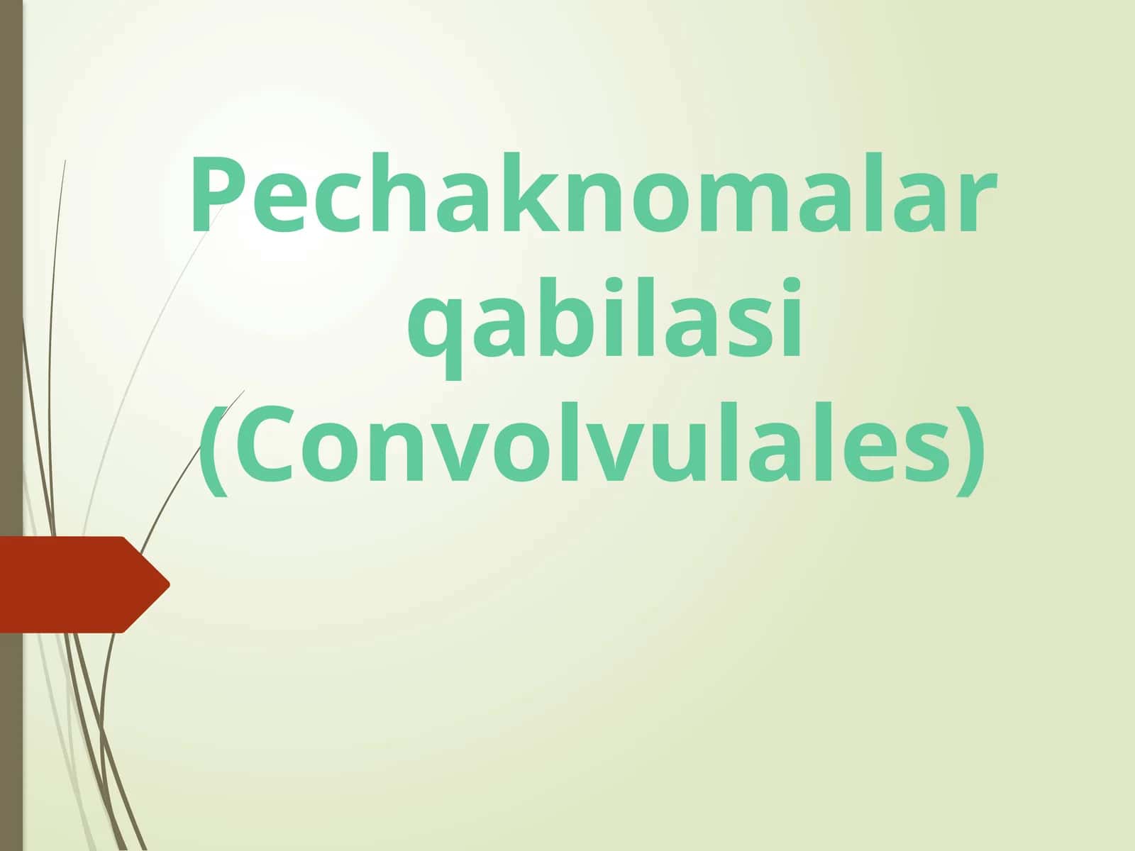 Pechaknomalar qabilasi (Convolvulales) 1