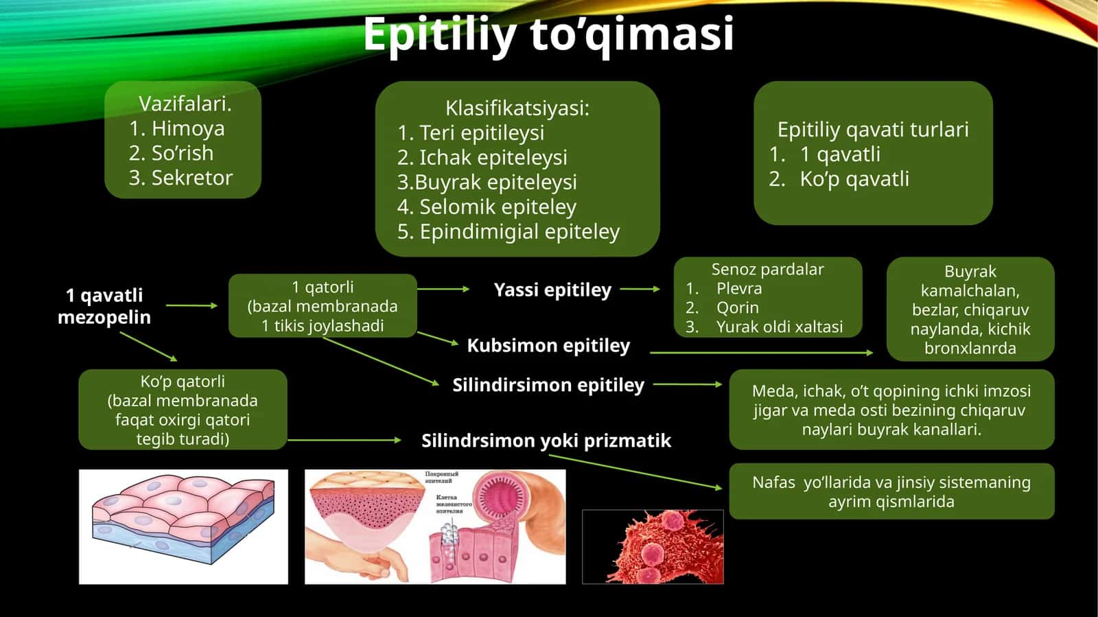 Epitiliyto’qimasi 1