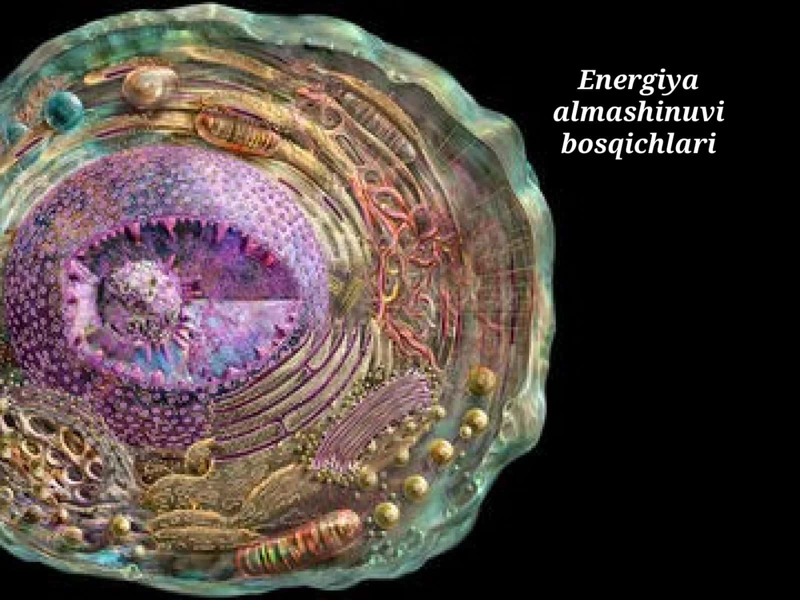 Energiya almashinuvibosqichlari 1