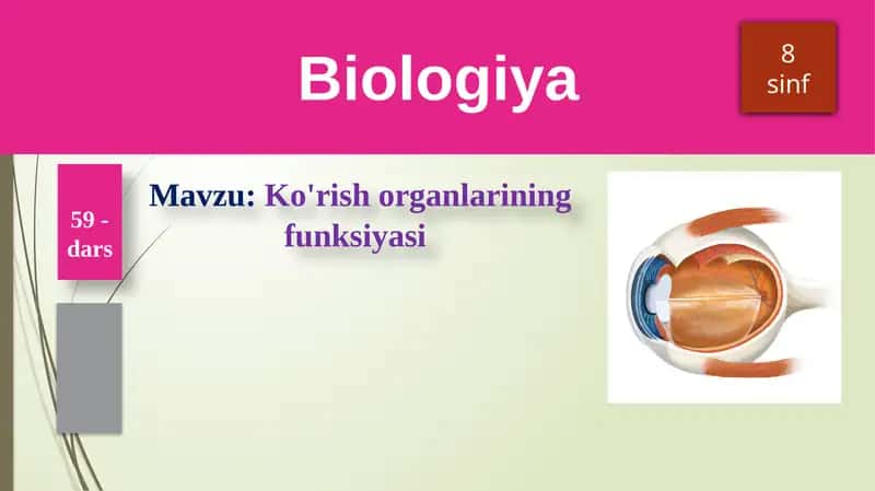 Ko'rish organlarining funksiyasi 1