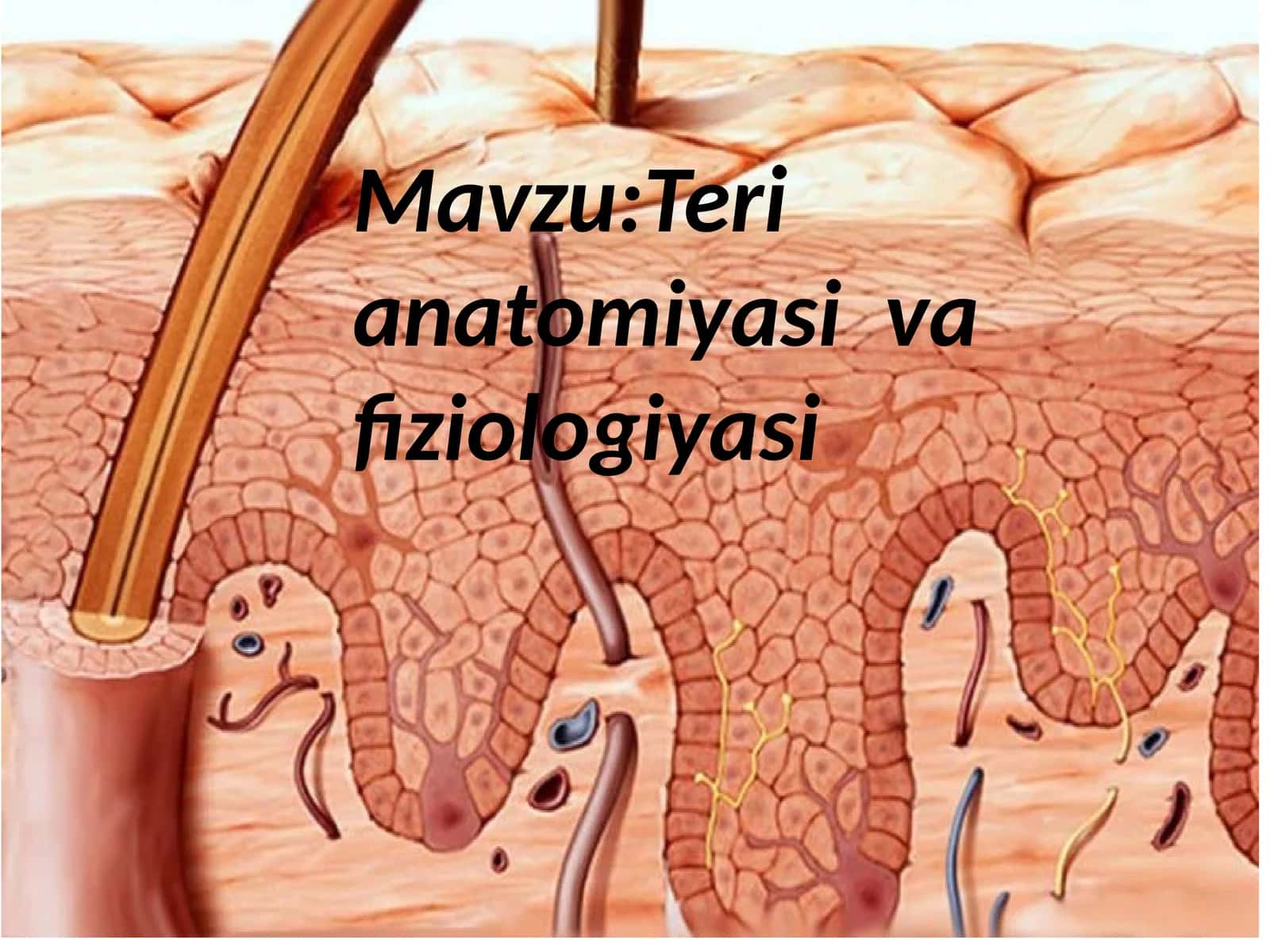 Terianatomiyasi va fiziologiyasi 1