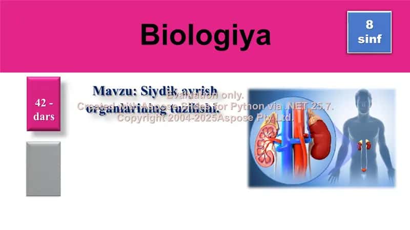 Siydik ajratish sistemasi organlari 1