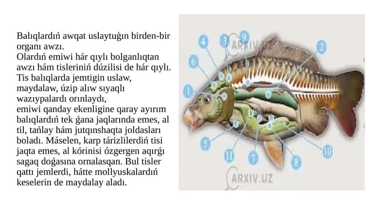 Balıkların Tisleri 1