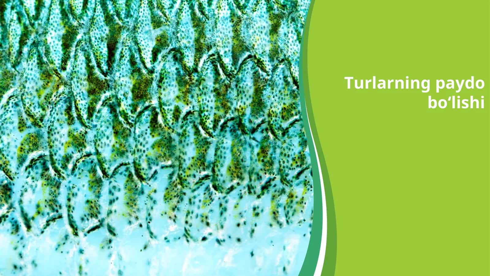 Turlarning paydobo‘lishi 1