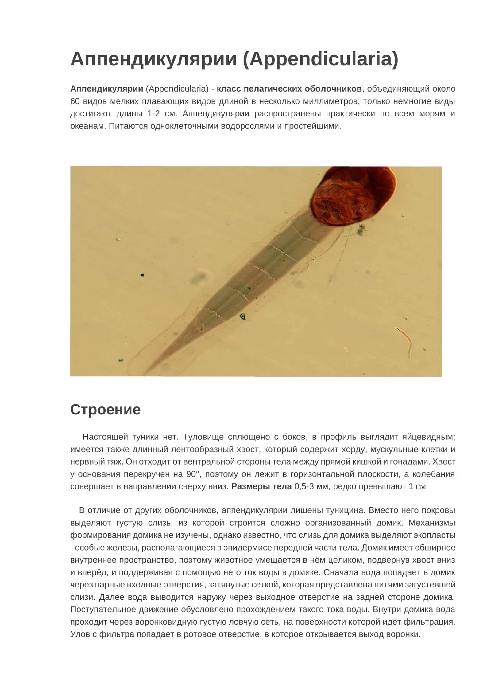 Аппендикулярии (Appendicularia) 1