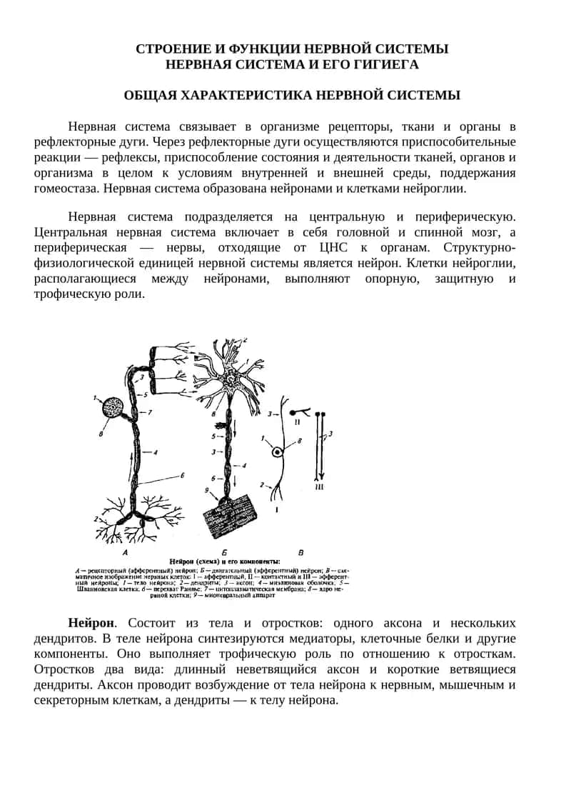 СТРОЕНИЕ И ФУНКЦИИ НЕРВНОЙ СИСТЕМЫ НЕРВНАЯ СИСТЕМА И ЕГО ГИГИЕГА 1