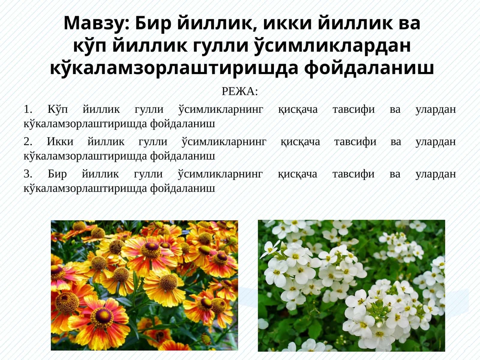 Бир йиллик, икки йиллик ва кўп йиллик гулли ўсимликлардан кўкаламзорлаштиришда фойдаланиш 1