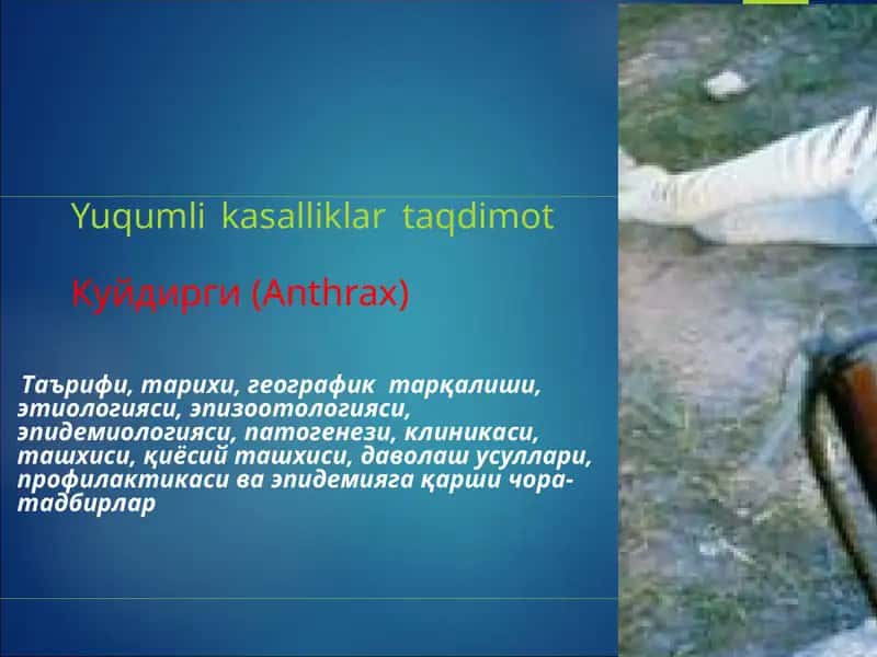 Kuydirgi 1