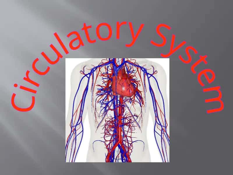 Circulatory System 1