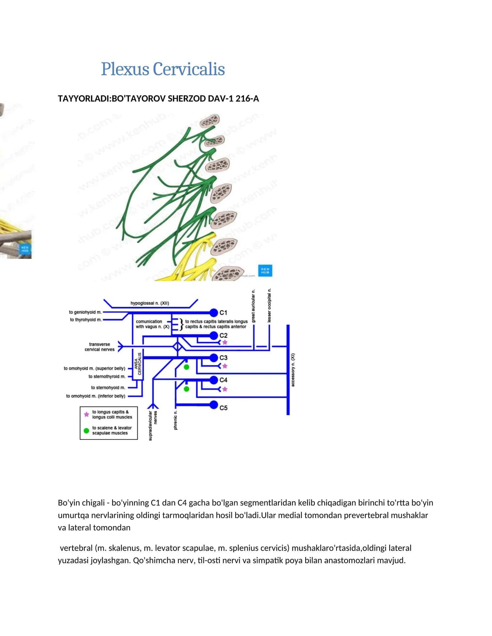 Plexus Cervicalis 1