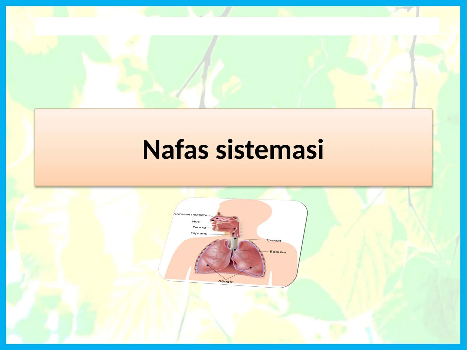 Nafassistemasi 1