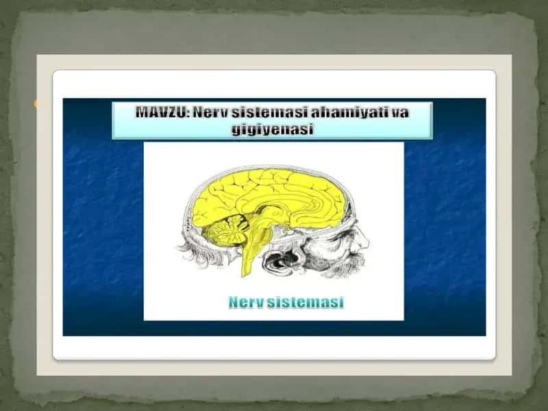 Nervsistemasining Tuzilishi 1