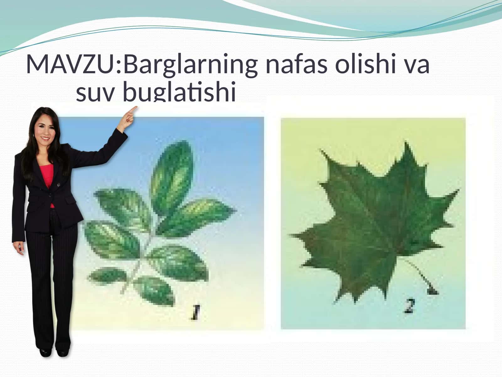 Barglarning nafas olishi va suv bug'lanishi 1