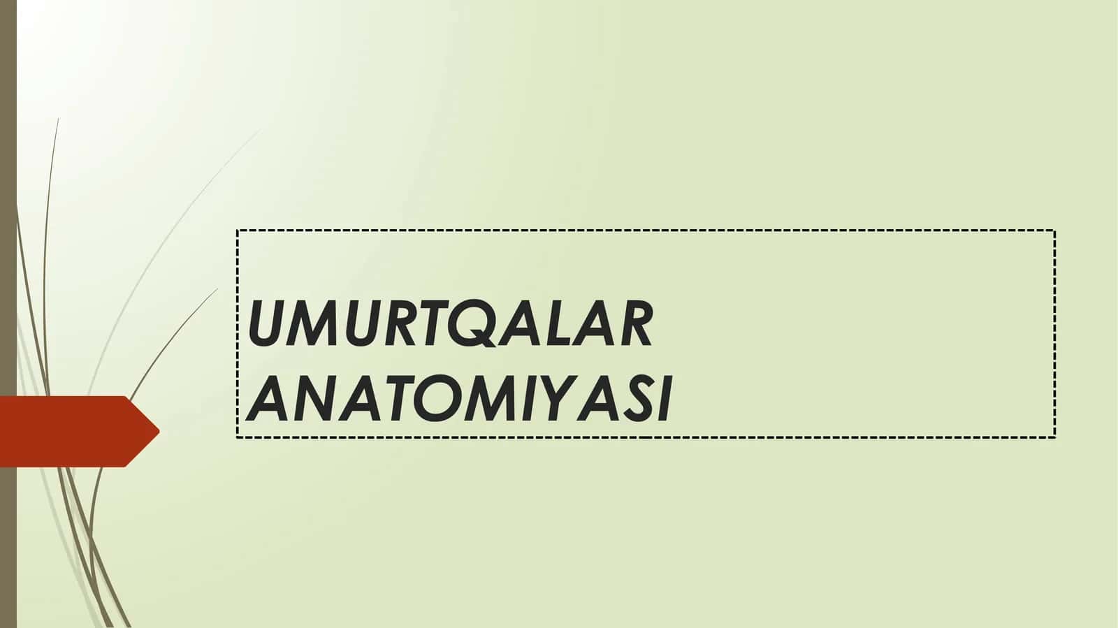 UMURTQALAR ANATOMIYASI 1