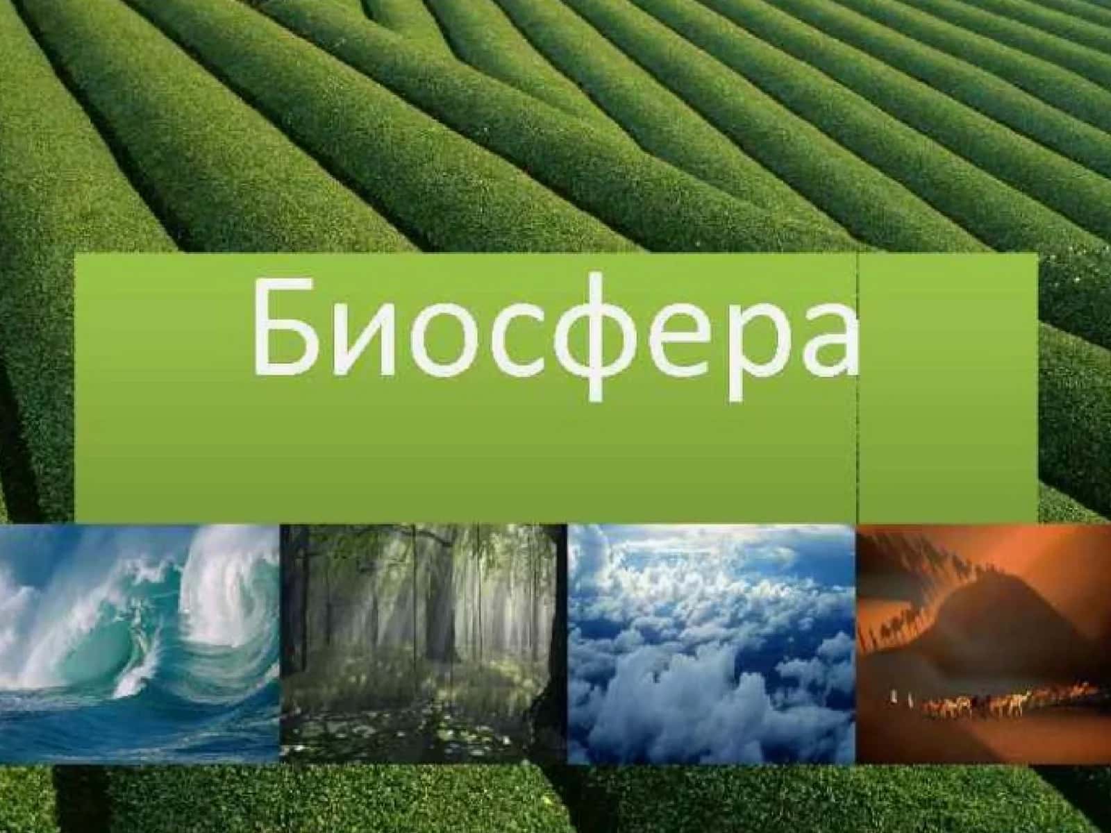 Биосфера(сфера жизни) 1