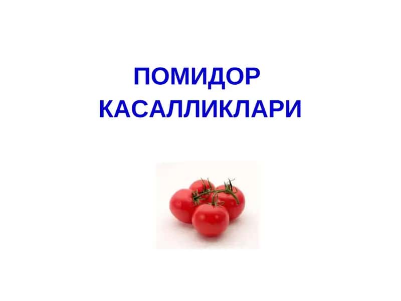 ПОМИДОР 1