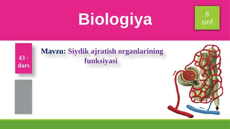 Siydikajratish organlarining funksiyasi 1
