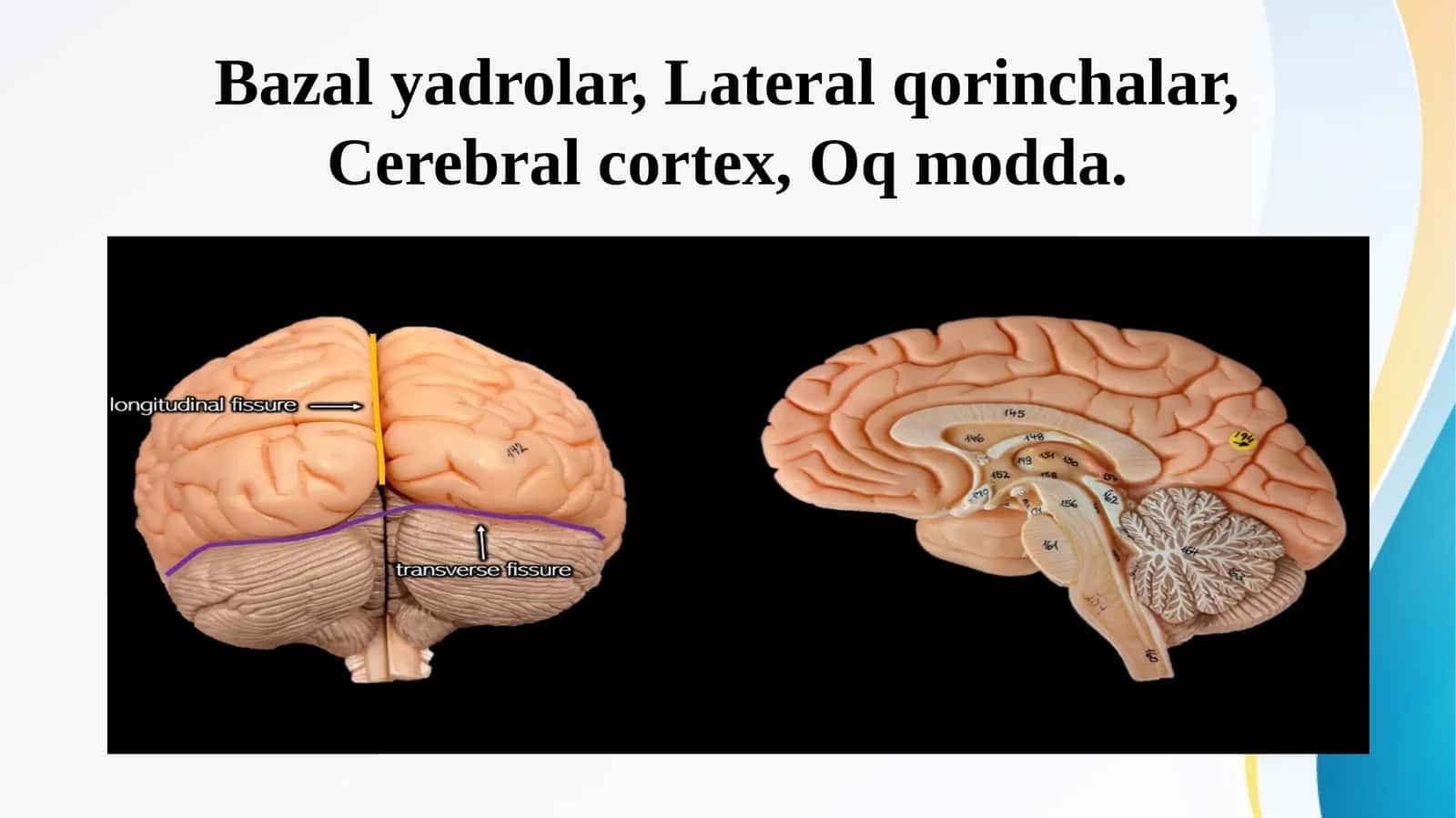 Bazal yadrolar, Lateral qorinchalar, Cerebral cortex, Oq modda 1