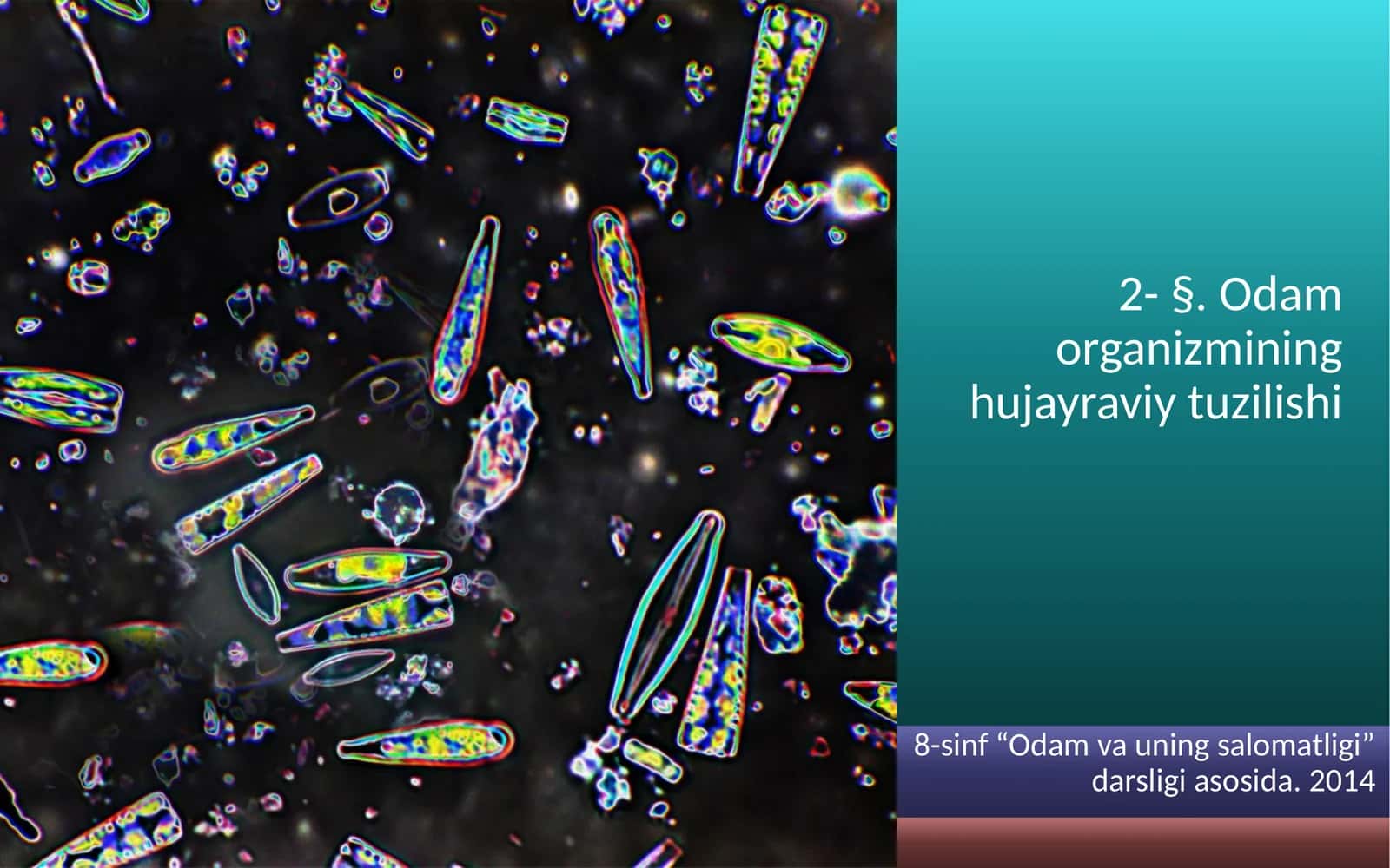 Odam organizmining hujayraviy tuzilishi 1
