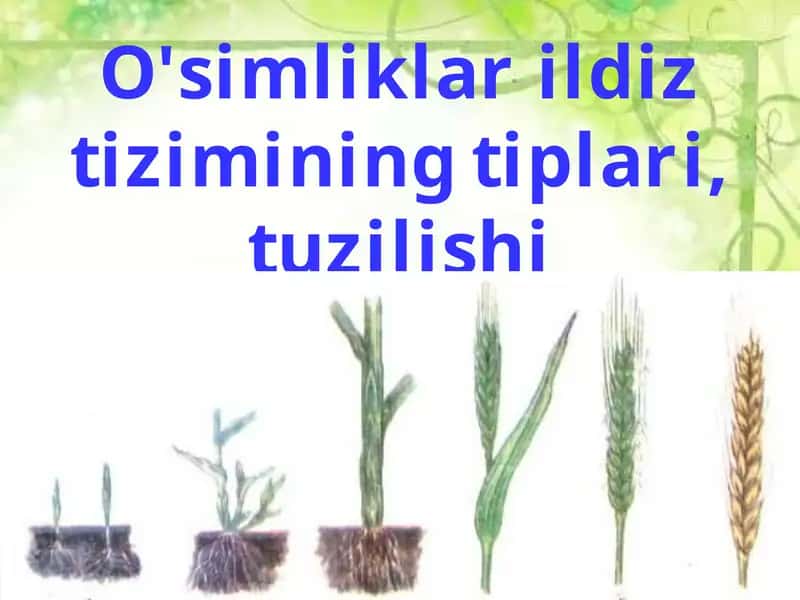 Organlar tuzilishi 1