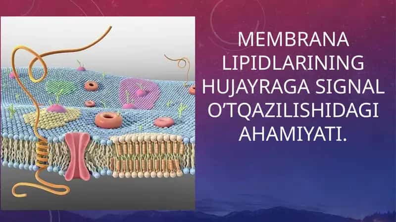 Membrana lipidlarining hujayraga signal oʼtqazilishidagi ahamiyati. 1