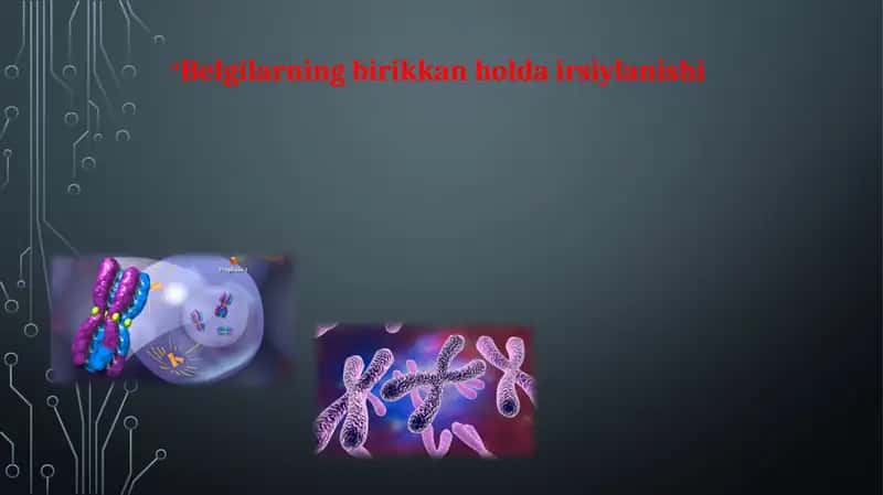 Xromosomalar va urug‘langanlik 1