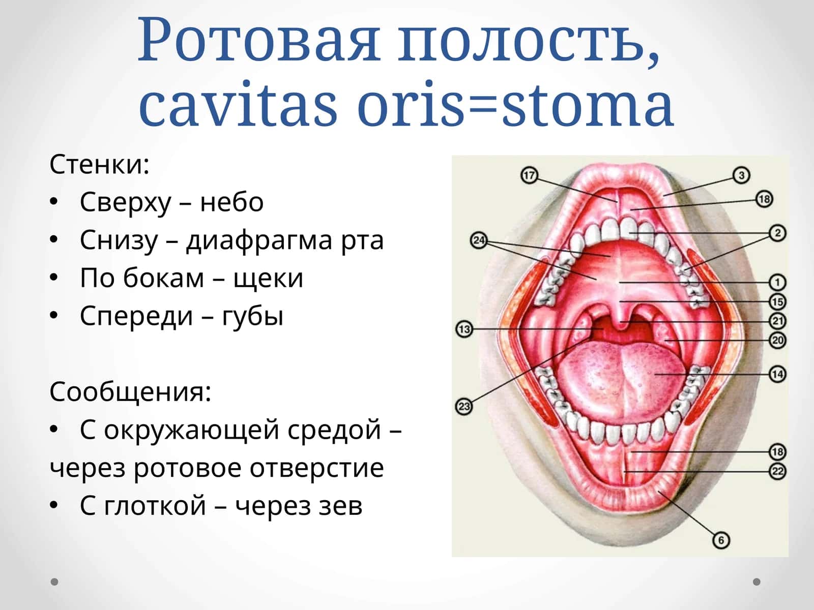 Собственно ротовая полость 1