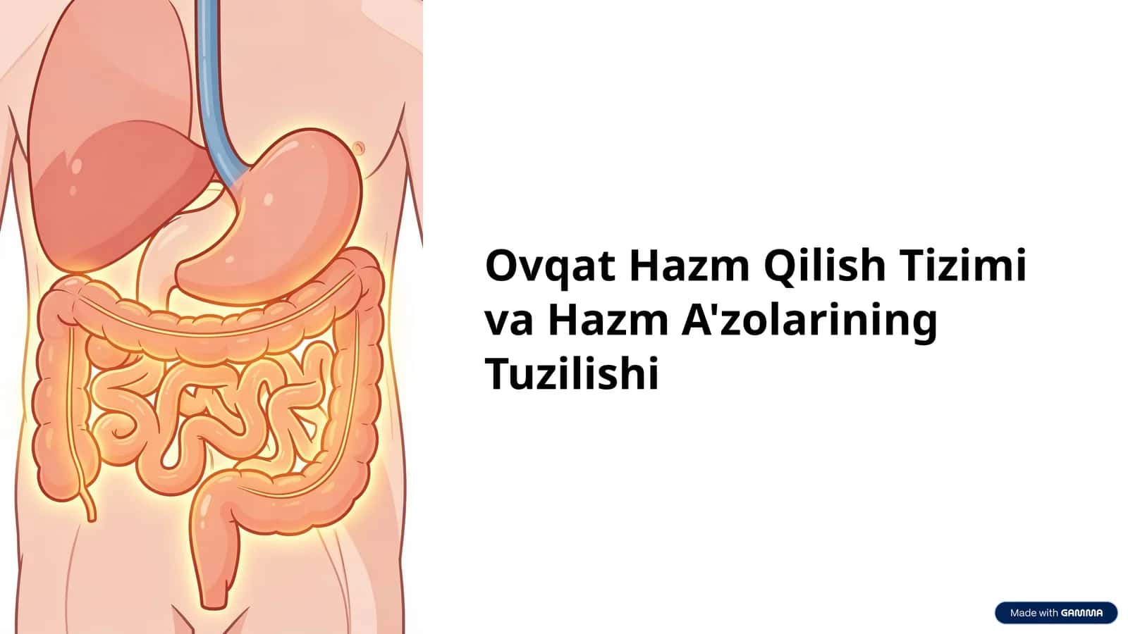 Ovqat Hazm Qilish Tizimi va Hazm A'zolarining Tuzilishi 1