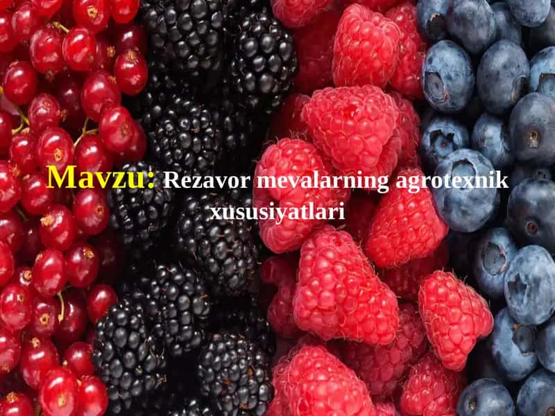 Rezavormevalarning agrotexnik xususiyatlari 1