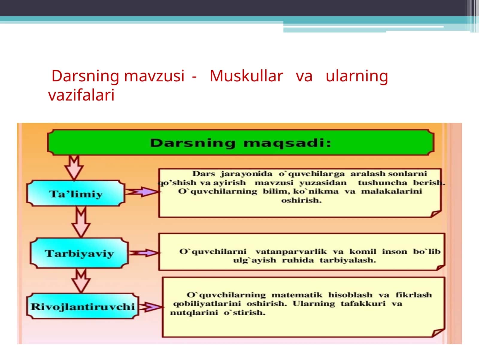 Muskullarva ularning vazifalari 1
