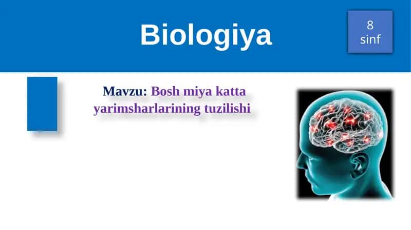 Bosh miya katta yarimsharlarining tuzilishi 1