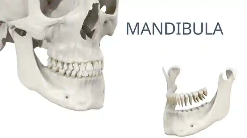 MANDIBULA