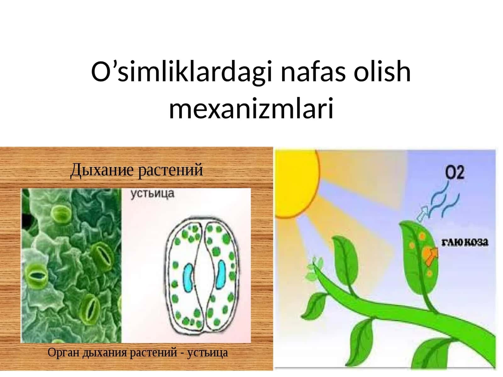 O’simliklardaginafasolishmexanizmlari 1