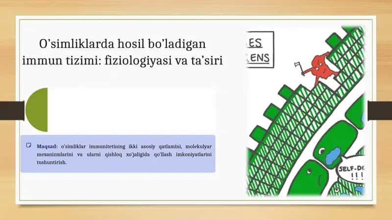 O’simliklarda hosil bo’ladigan immun tizimi: fiziologiyasi va ta’siri 1