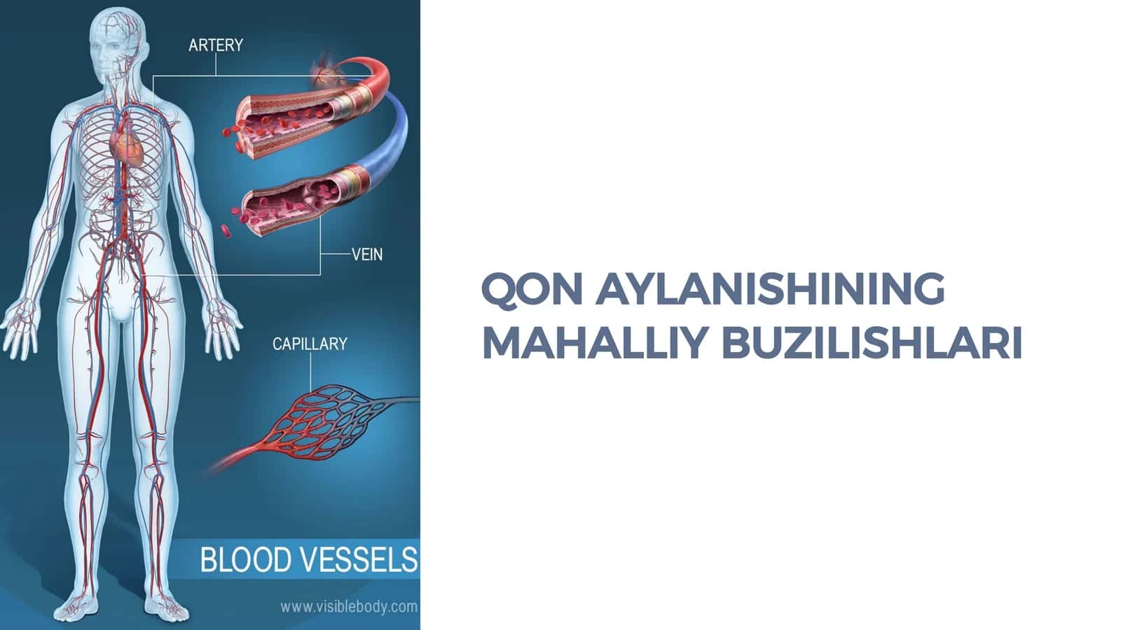 QON AYLANISHINING MAHALLIY BUZILISHLARI 1