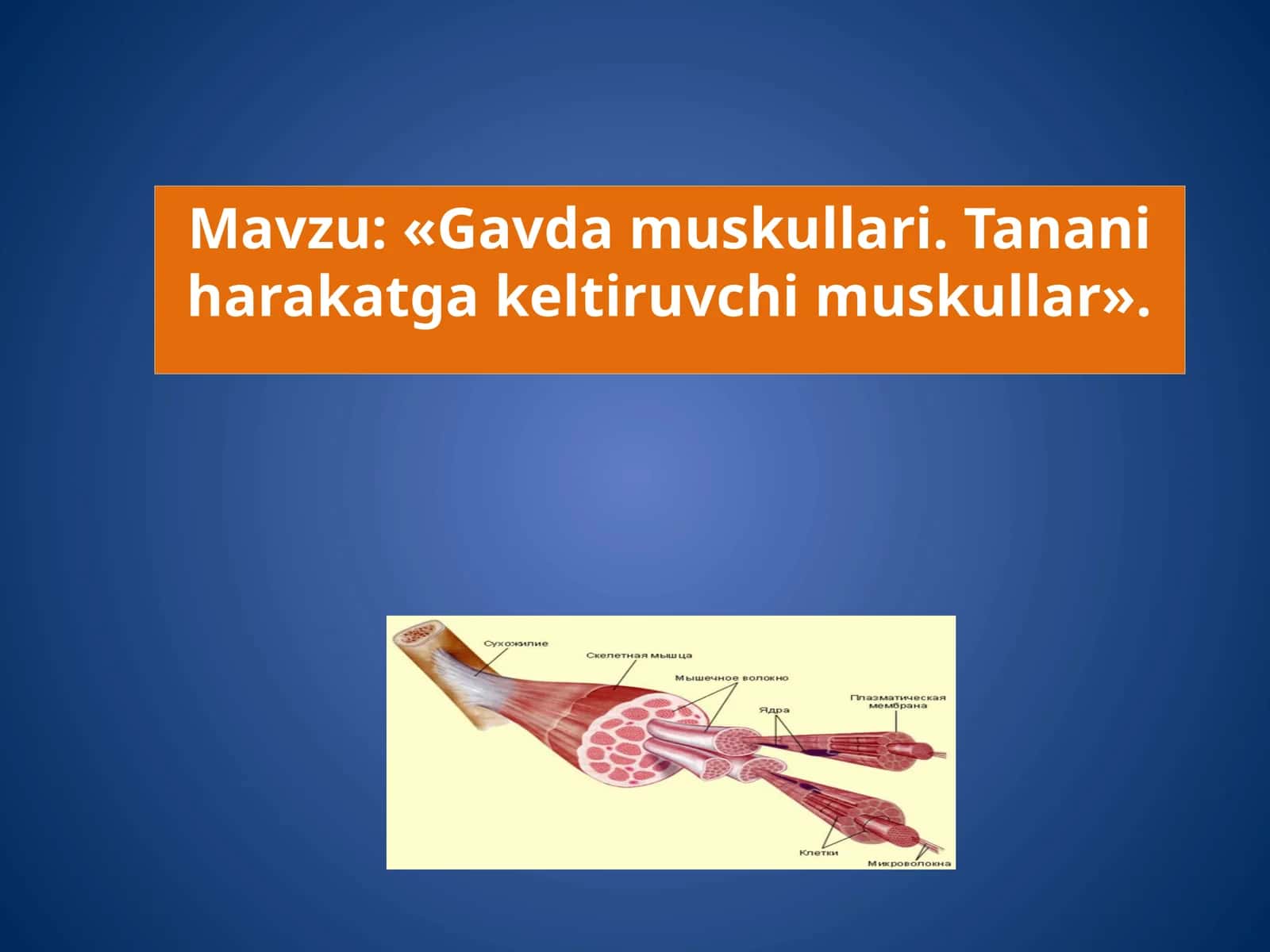 Gavda muskullari. Tanani harakatga keltiruvchi muskullar 1