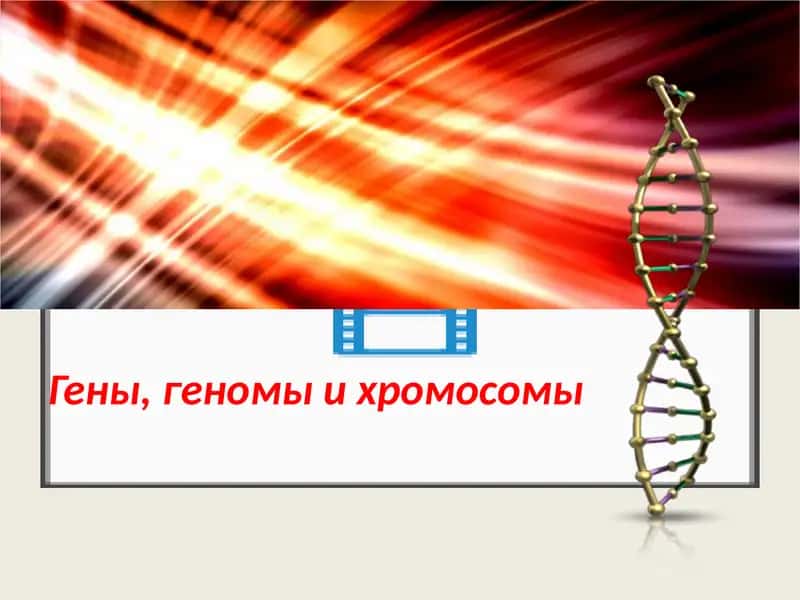 Гены, геномы и хромосомы 1
