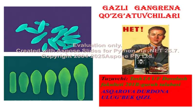 Gazli gangrena qo’zg’atuvchilari 1