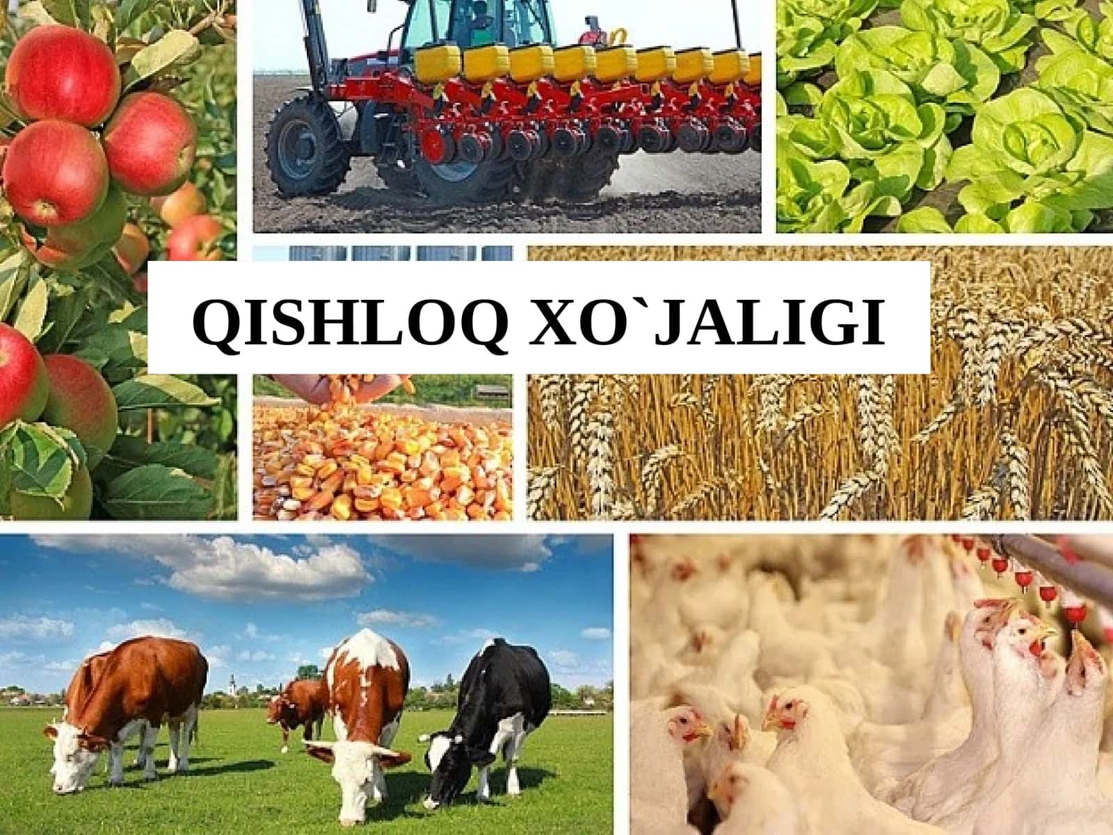 QISHLOQ XO`JALIGI 1