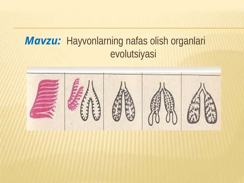 Hayvonlarning nafas olish organlari evolutsiyasi 1
