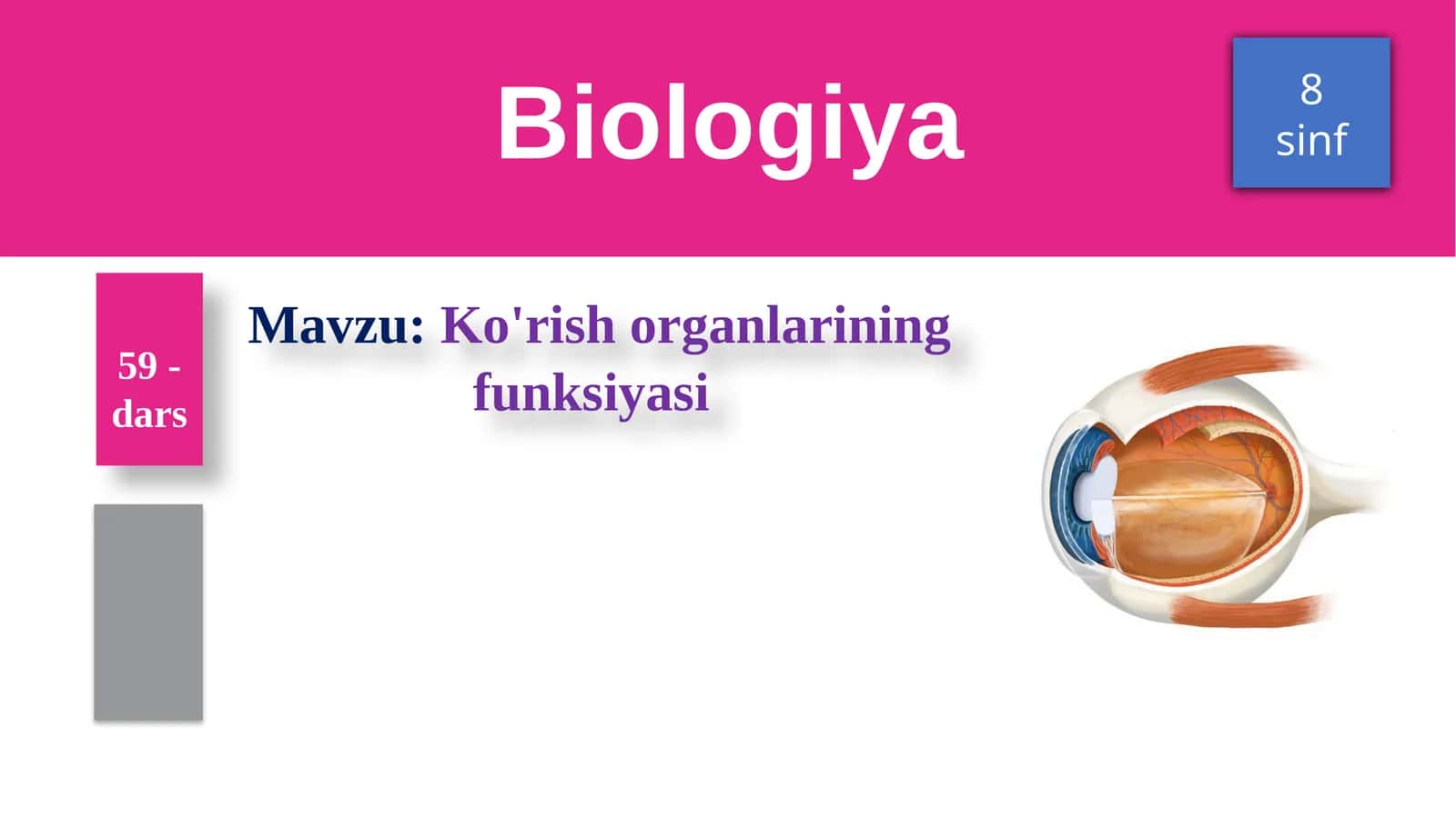 Ko'rish organlarining funksiyasi 1
